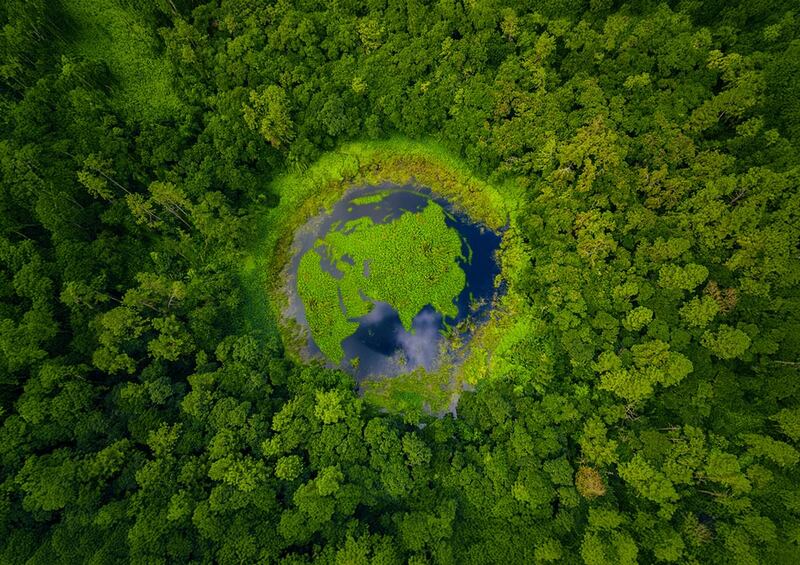 birds eye view of several trees