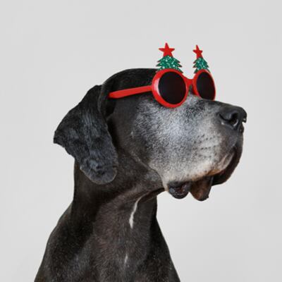 Great dane with holiday glasses