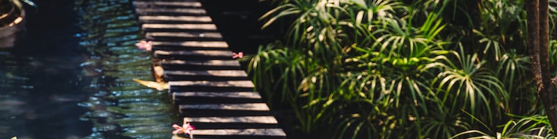 Photo water and plants