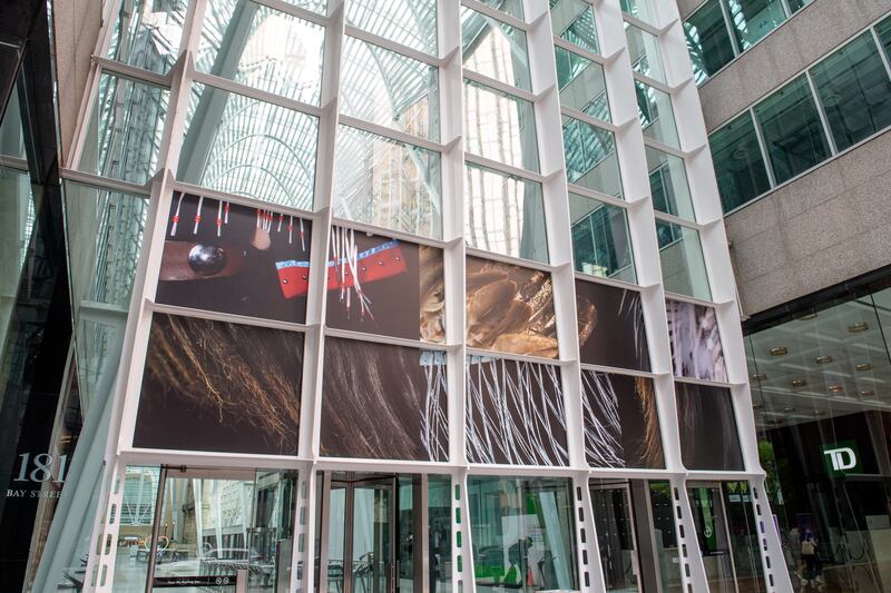 photos of regalia posted on interior window panes within an office building
