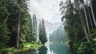 Tree lined river